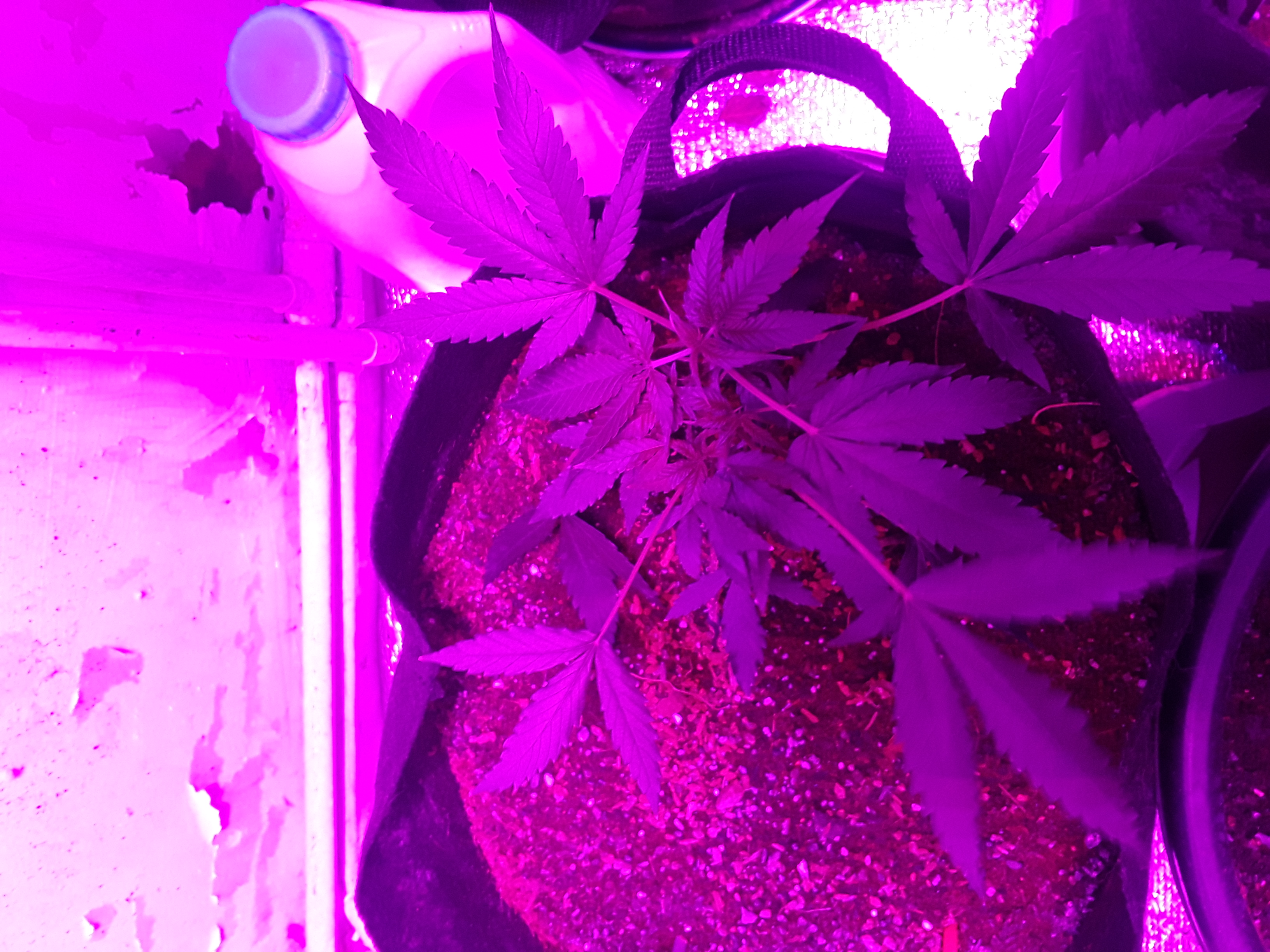 Lst plant 1 - no1 Marijuana Strain