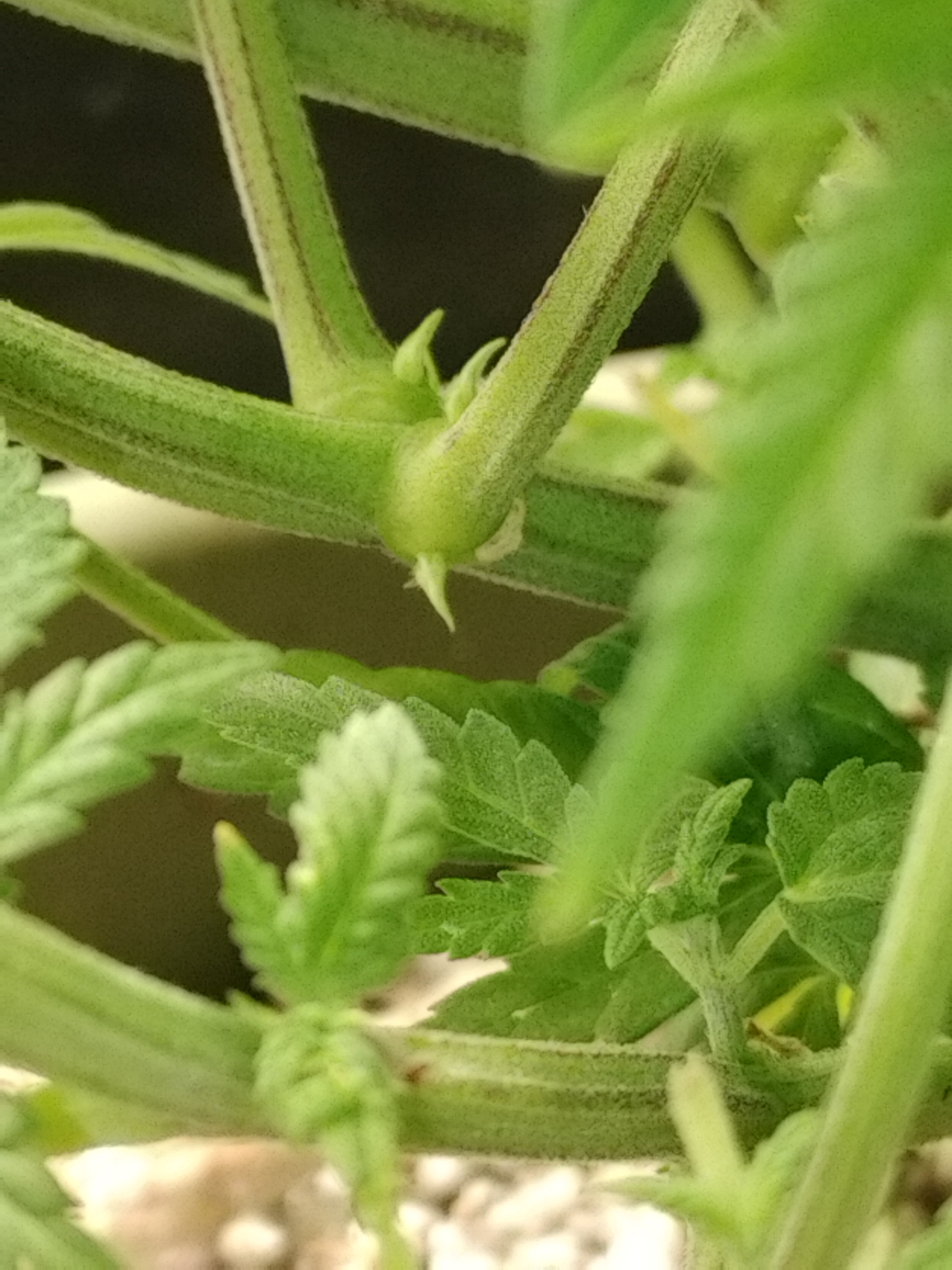 Superskunk in veg - Flowering Marijuana Strain