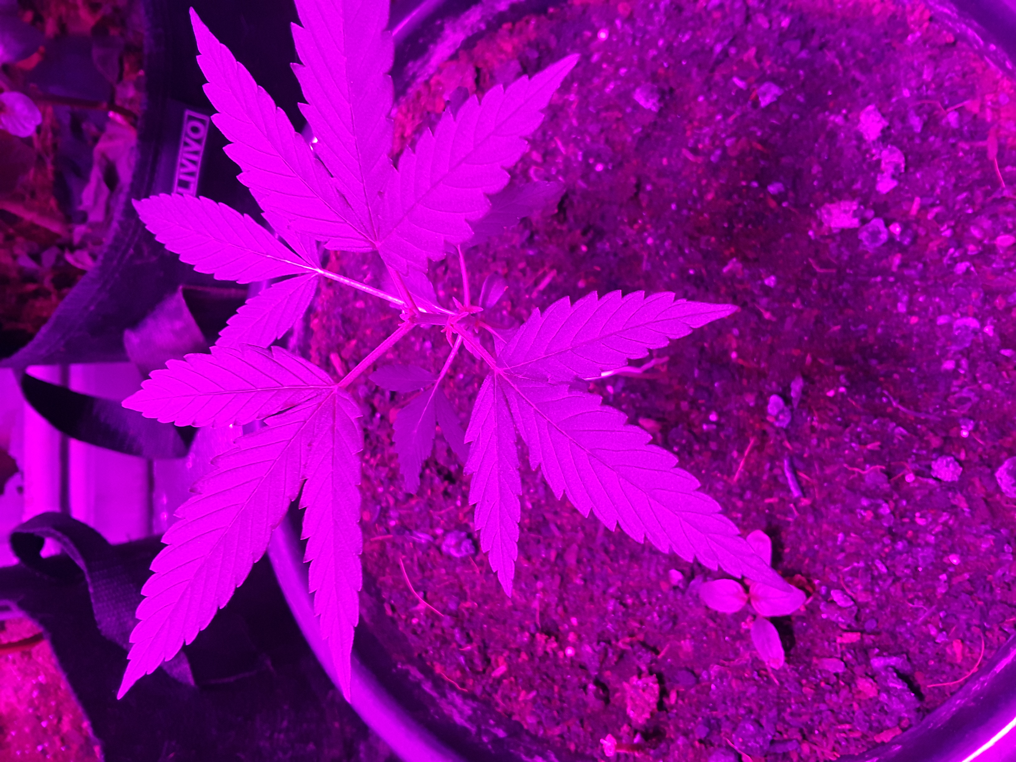Sugar mama plastic pot - Flowering Marijuana Strain