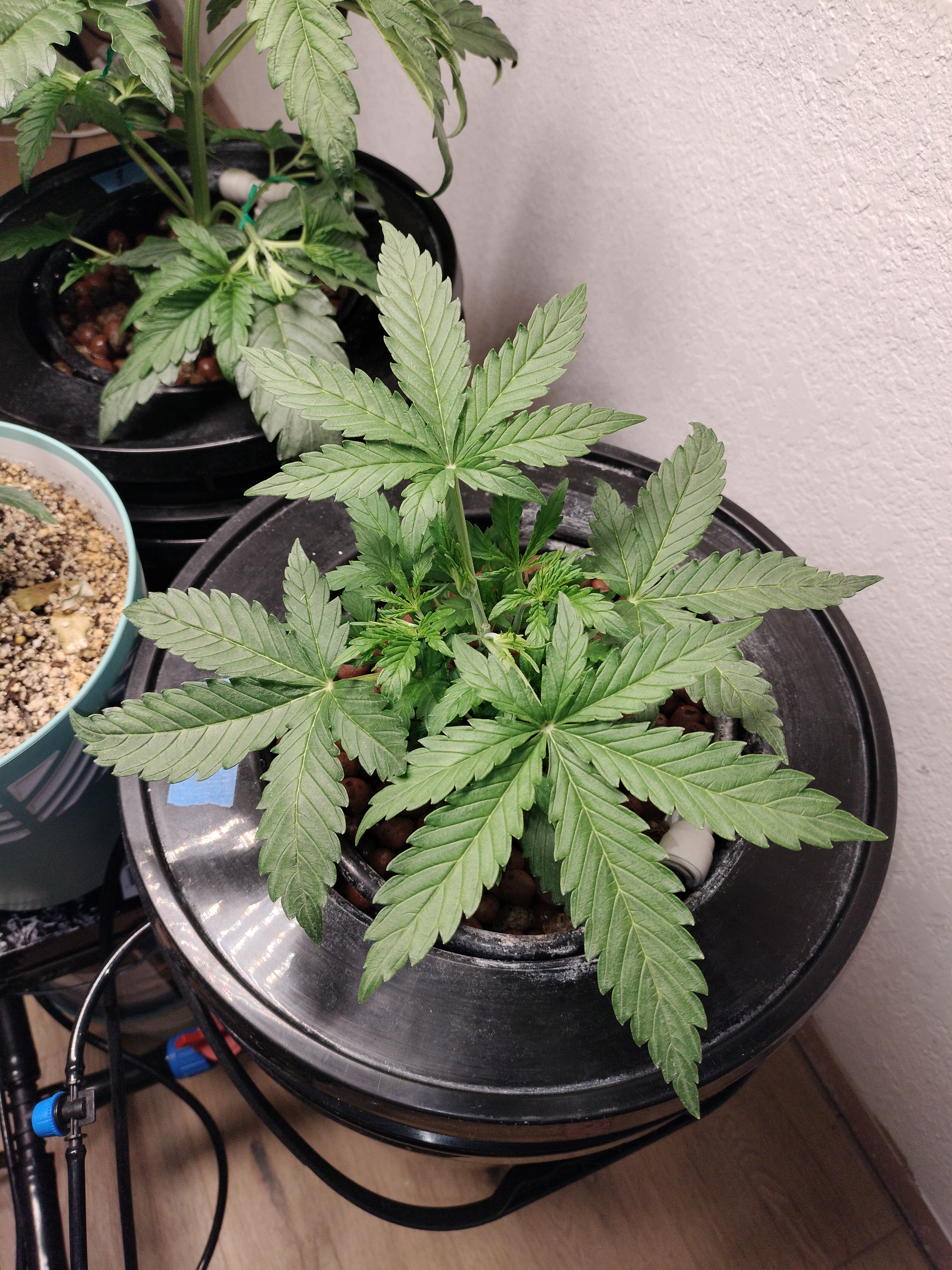 Day 28, GDP auto - Flowering Marijuana Strain