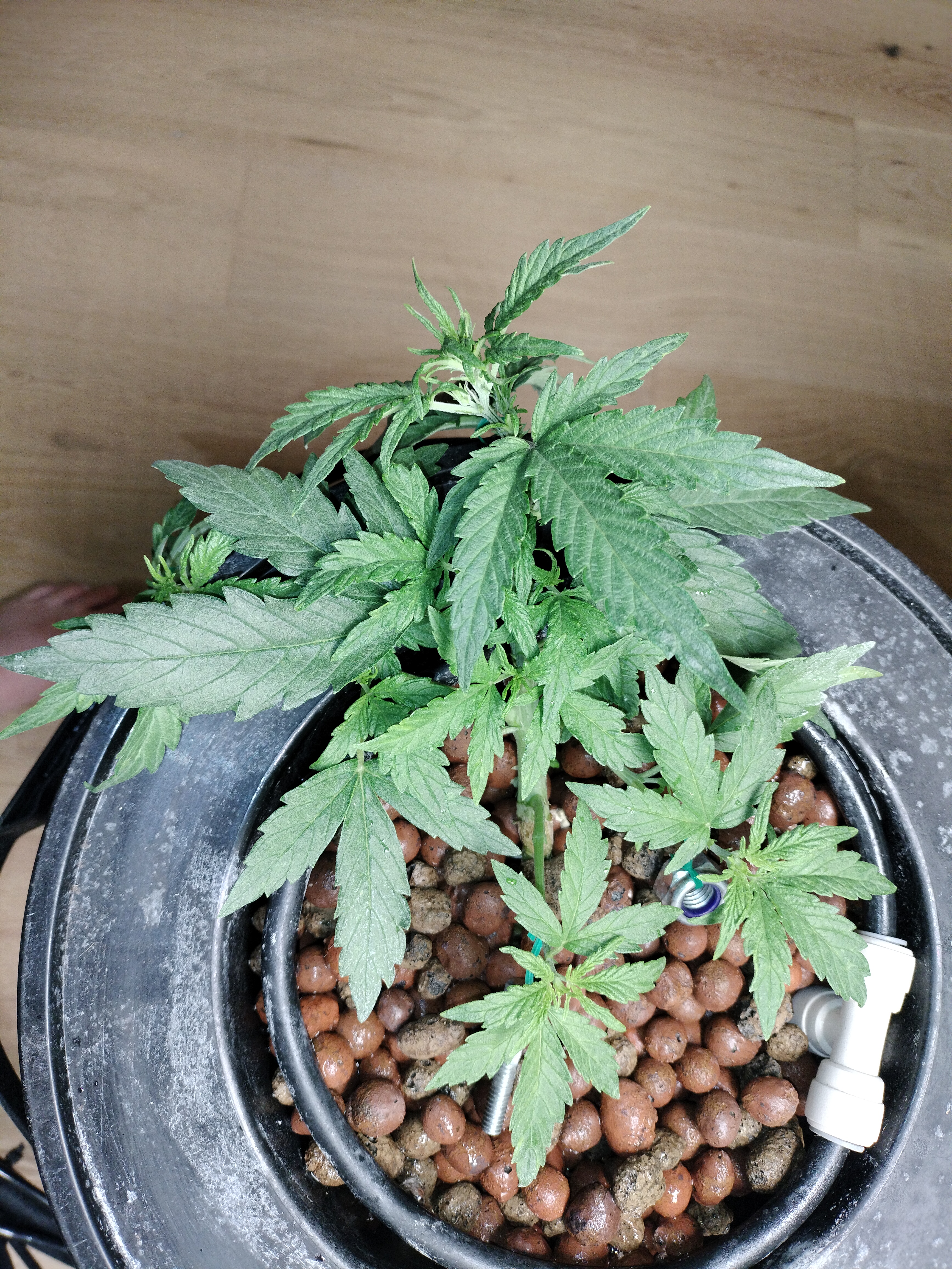 Day 28 - Guerilla grow #2 Marijuana Strain
