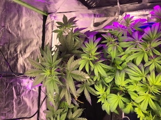 Purple Kush Week 4 Day 7 - Guerilla grow #2 Marijuana Strain