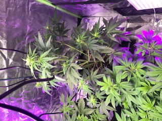 Purple Haze Week 5 Day 7 - Guerilla grow #2 Marijuana Strain