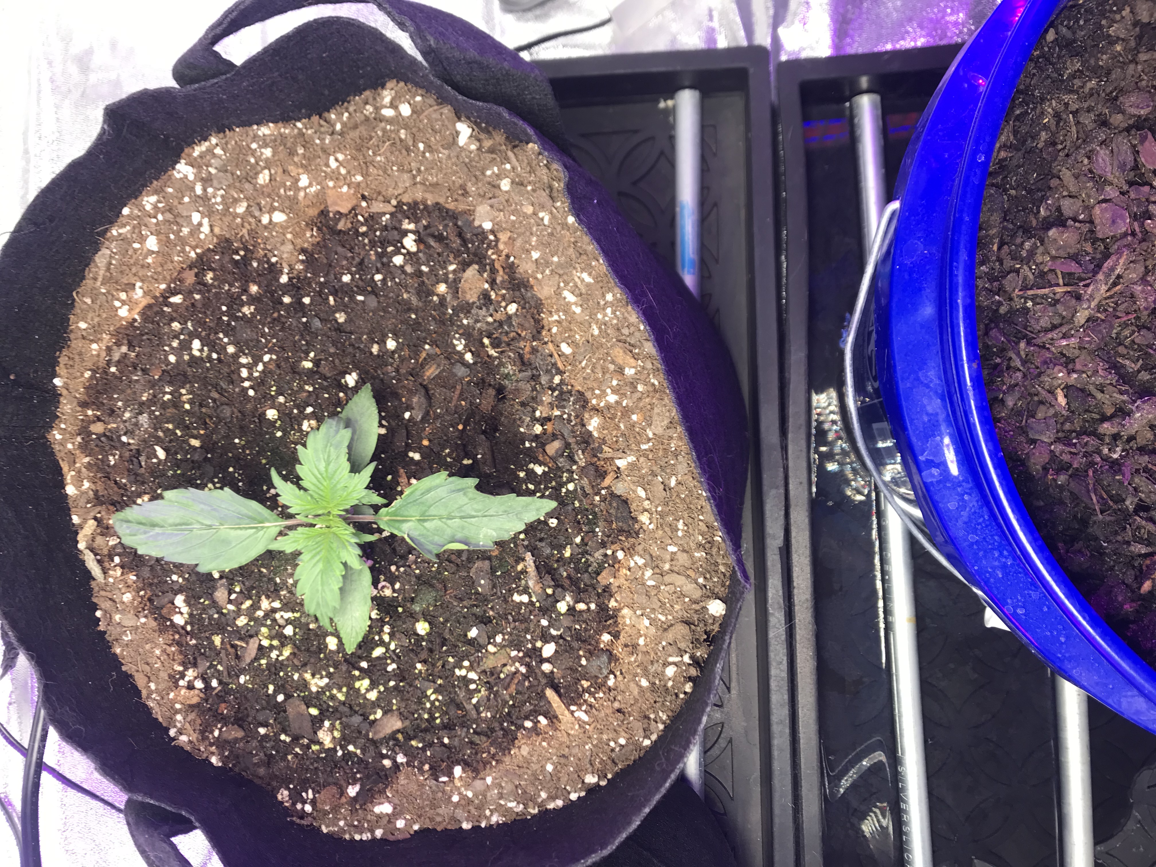 Week 2 Day 7 - Flowering Marijuana Strain