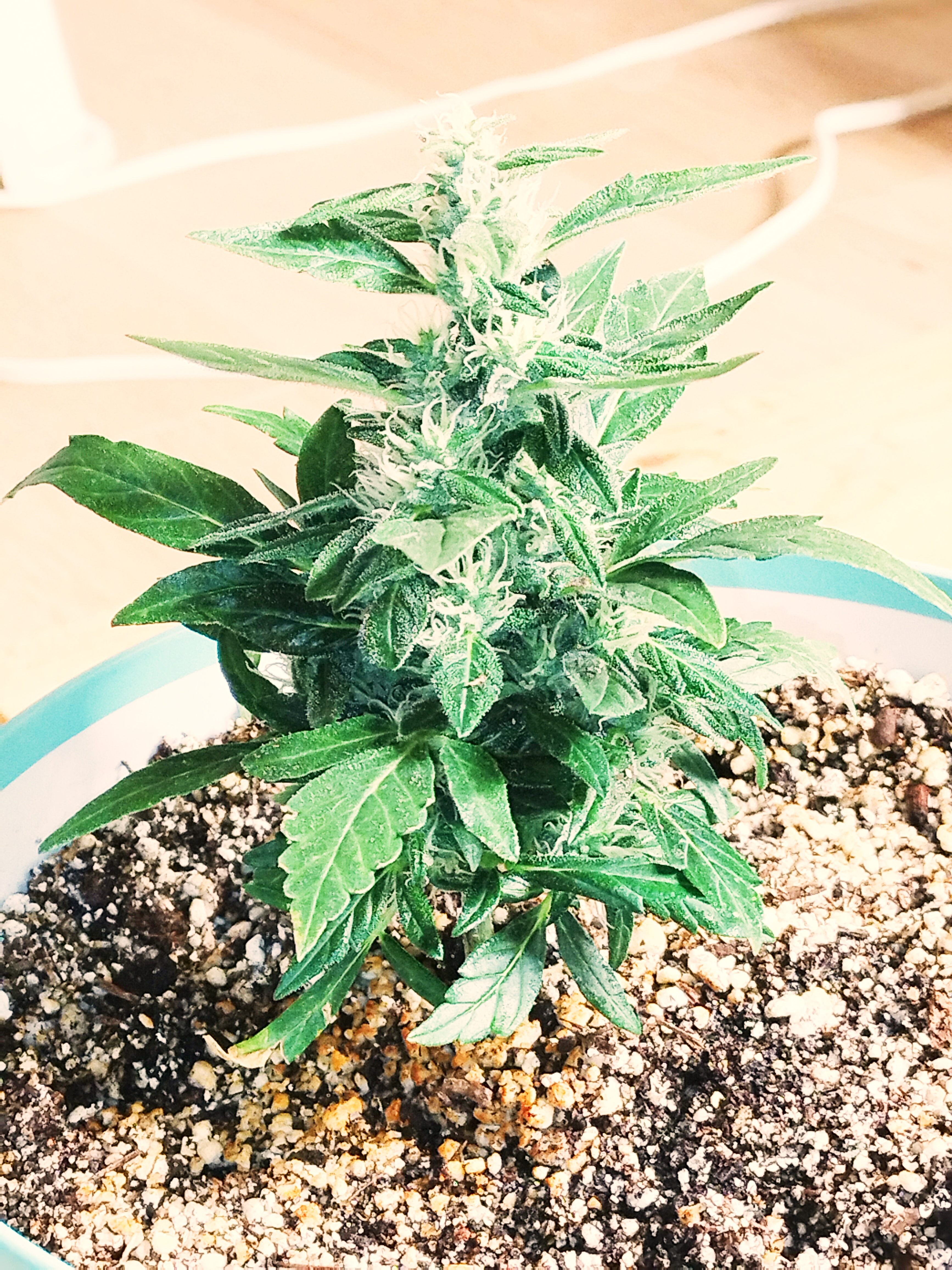 Bud - Flowering Marijuana Strain