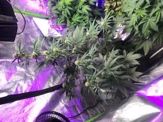 Purple Kush Wk 6 Day 7 - Guerilla grow #2 Marijuana Strain