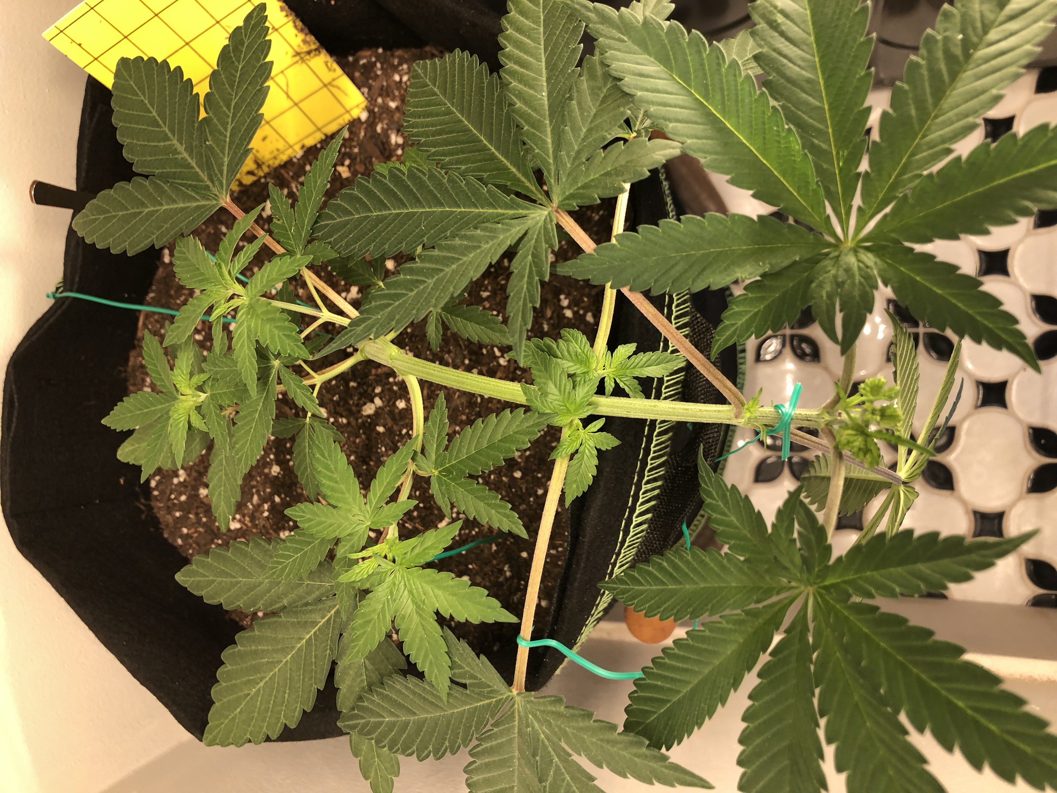 P2 - Flowering Marijuana Strain