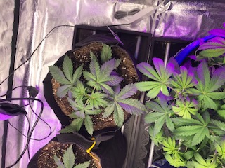 Purple Kush Week 3 Day 7 - Flowering Marijuana Strain