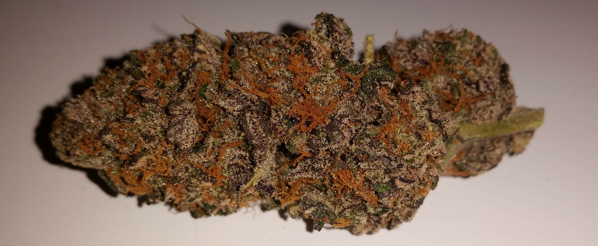 Shiskaberry ft. purple! Great lookin' - Shishkaberry Marijuana Strain