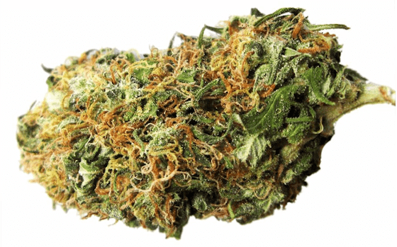 A big bud of big bud - Big Bud Marijuana Strain
