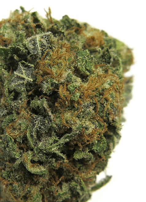 Close UP, Pink Champagne (look at the hairs)