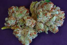 Close up Shishkaberry picture - Shishkaberry Marijuana Strain