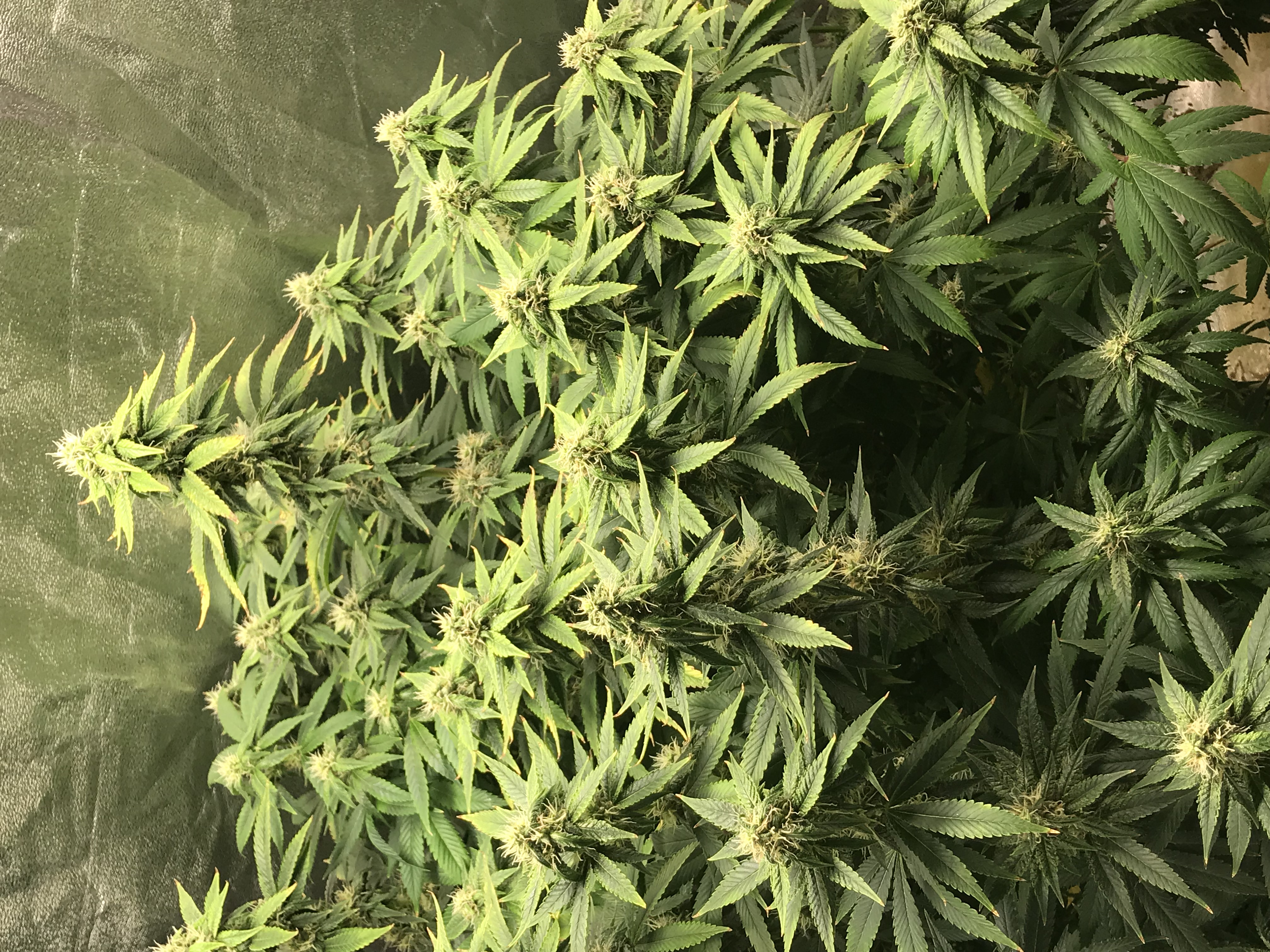 Larger lady with smaller bud sites 