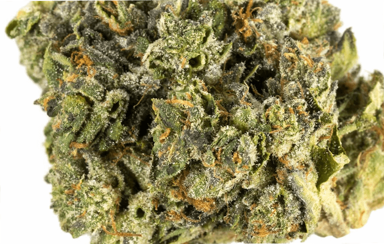Pink Champagne Pink Cookies Strain